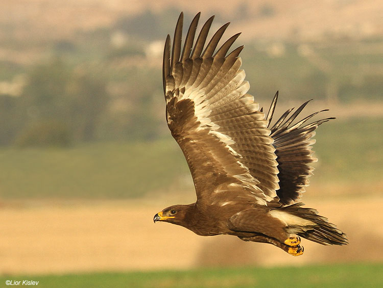   Steppe Eagle Aquila nipalensis,Beit Shean valley ,October 2010.Lior Kislev                       